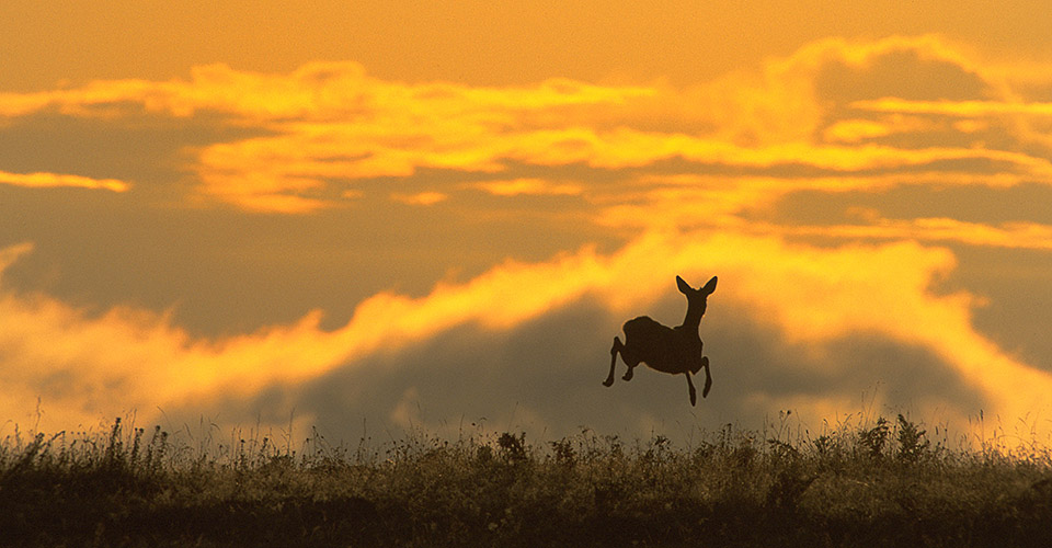 Roe Deer jumping in morning light
